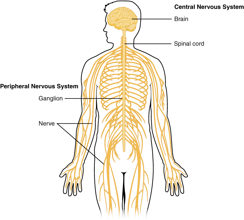 Nervous system of humam